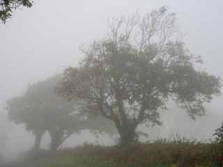 Very foggy empty landscape in autumn with bare trees in silhoutet