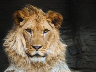 Lion (Panthera leo leo)