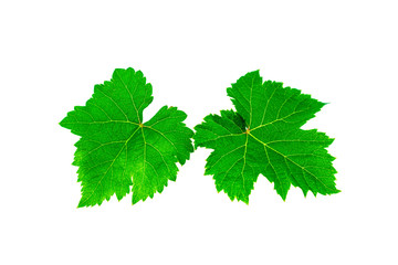 Fresh green grape leaves isolated on white background.