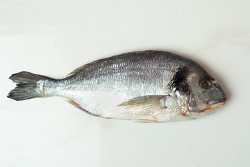fresh fish isolated on white background