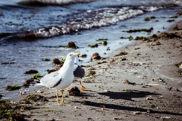 Goéland au bord de la mer