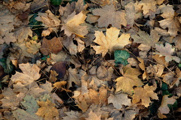 Autumn texture