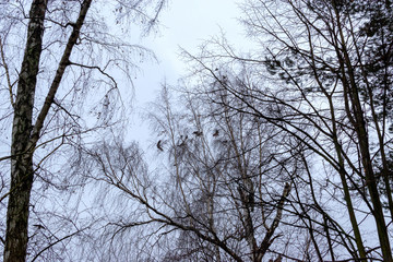Defocused silhouettes of trees and birds against a gloomy gray sky. Abstract blurred forest landscape.