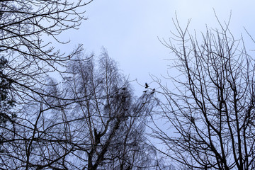Obraz premium Defocused silhouettes of trees and birds against a gloomy gray sky. Abstract blurred forest landscape.