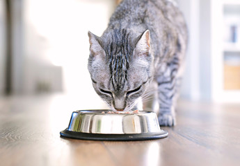 Cute tabby cat eating. Silver bowl, cat feeding scene with selective focus. Eating grey cat.