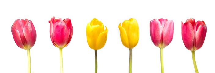 tulip isolated on white background