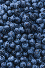 Fresh blueberry background. Texture blueberry berries close up.