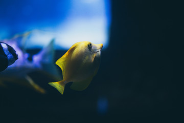 fish in aquarium