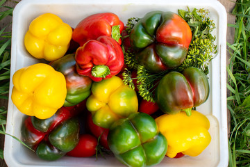 fresh vegetables on a box