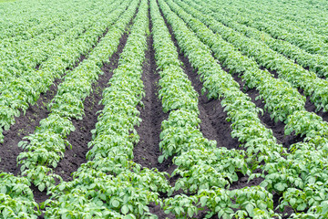Fototapeta na wymiar The young plants in rows in the fields around Exloo, the Netherlands