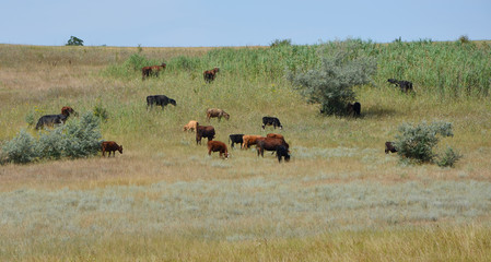 Herd of cows grazing on a hillside