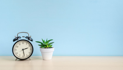 Alarm clock and home plant on the desk on a blue wall background. Copy space