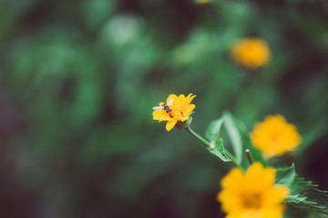 yellow flowers in the garden with bee