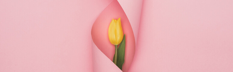 top view of yellow tulip wrapped in paper swirl on pink background, panoramic shot