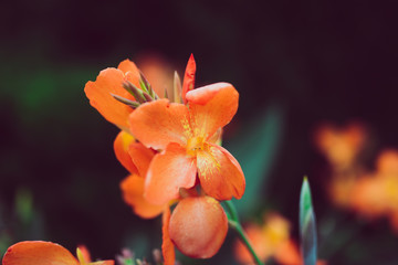orange flower in the garden