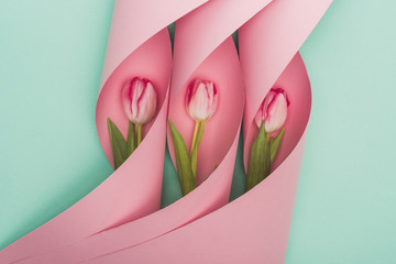 top view of tulips in pink paper swirls on turquoise background