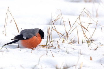 Bullfinch sitting on a snow with copy space.