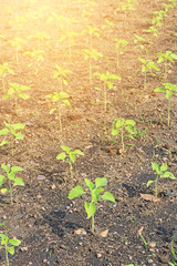 A row of newly planted sunflower with warm light, Selective focus
