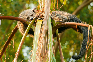Binturong, also known as bearcat out in nature.