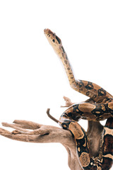 Naklejka premium Selective focus of python snake on wooden snag isolated on white