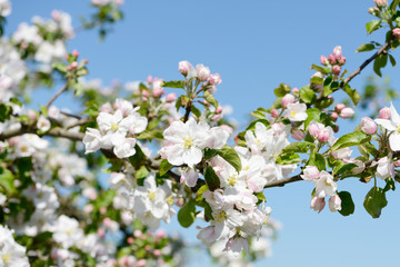 flowering apple tree in orchard in springtime