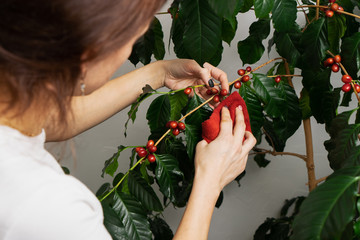 Fototapeta na wymiar Home gardening: a girl caring for a coffee tree.