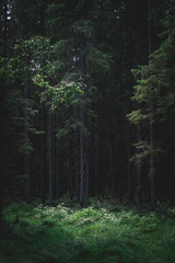 Donker bos in de avond op een zomerdag met een glanzende open plek