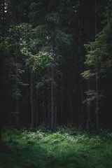 Foto op Plexiglas Zwart Donker bos in de avond op een zomerdag met een glanzende open plek