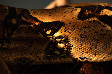 Close up view of textured snakeskin of python in sunlight isolated on grey