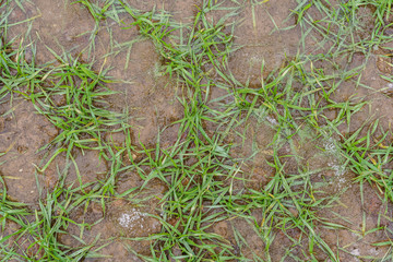 Sprouts of winter barley in the field, frozen in ice, top view