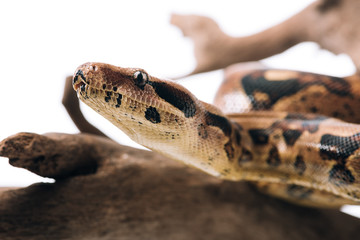Selective focus of python on wooden log isolated on white