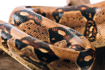 Selective focus of textured python snakeskin on wooden log isolated on white