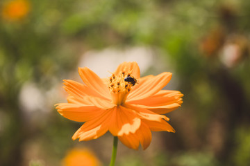 Pollen seeker