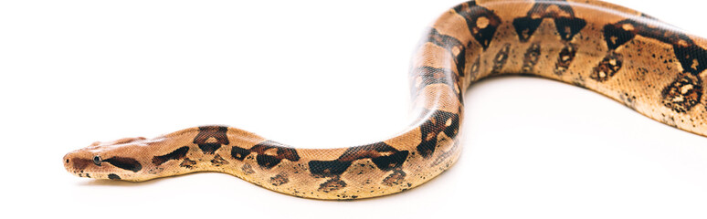 Panoramic shot of python on white background