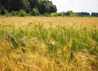 Golden ears of rye on the field