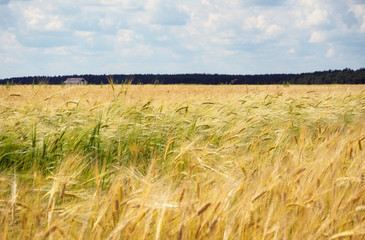 Golden ears of rye on the field