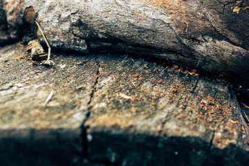 Wood logs