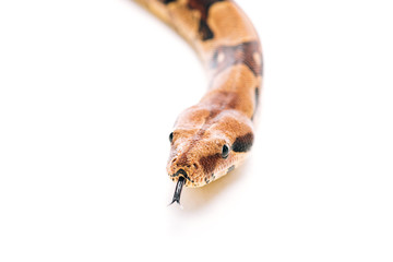 Naklejka premium Selective focus of python with sticking out tongue on white background