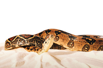Selective focus of twisted python on sand on white background