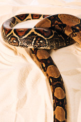 High angle view on pattern on python snakeskin on sand