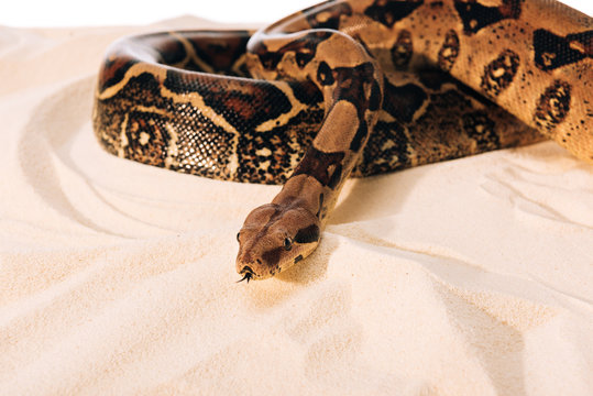 Selective focus of python on sand on white background