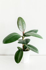 Home plant in white flower pot, green leaf ficus benjamina, elastica on a light background