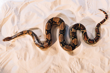 Top view of python on textured sand