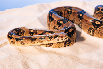 Fototapeta premium Selective focus of snake on sand on blue background