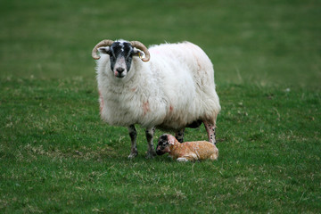 Neugeborenes Lamm von einem Scottish Blackfaced Schaf mit seiner Mutter Aue auf der Weide in Schottland