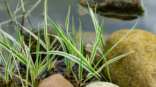 Spring young striped leaves of Phalaris arundinacea or reed canary grass on blurred stones by pond shore. Spring landscape, fresh wallpaper and nature background concept