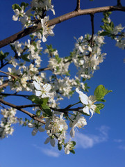 flowers of cherry tree in spring