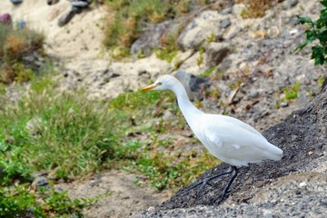 Great Egret (Ardea alba) - also known as the common egret, large egret, great white heron. Great egret walking down the hill