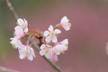 Beautiful Pink Cherry blossom flower in blooming,Spring