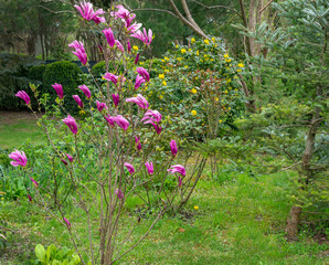 Young Magnolia Susan (Magnolia liliiflora x Magnolia stellata) blooming in  spring ornamental garden on background of evergreens. Selective focus